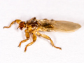 Lipoptena cervi